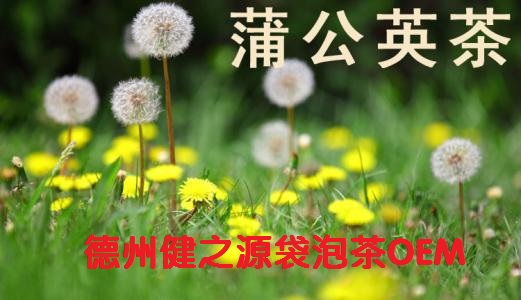 蒲公英茶，今天您喝了嗎？